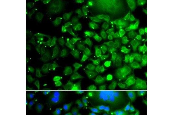 MOCS3 antibody