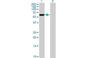 PNLIPRP2 antibody  (AA 1-469)