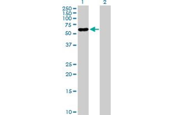 PNLIPRP2 anticorps  (AA 1-469)