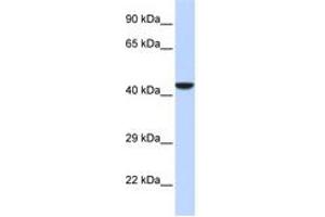 Image no. 1 for anti-N-Myc (And STAT) Interactor (NMI) (AA 180-229) antibody (ABIN6742597) (NMI antibody  (AA 180-229))