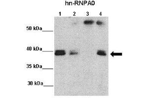 Amount and Sample Type :  Lane 1: 5% InputLane 2: 5% SupLane 3: Normal IgGLane 4: hn-RNPA0 ppt.