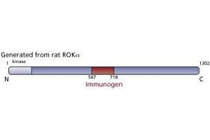 Image no. 1 for anti-rho-Associated, Coiled-Coil Containing Protein Kinase 2 (ROCK2) (AA 567-718) antibody (ABIN968071) (ROCK2 antibody  (AA 567-718))