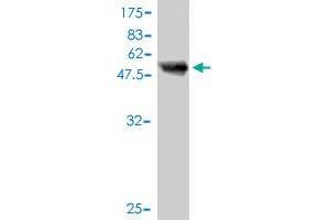 Western Blot detection against Immunogen (51. (SMNDC1 antibody  (AA 1-238))