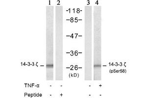 Image no. 2 for anti-14-3-3 zeta (YWHAZ) (Ser58) antibody (ABIN197404) (14-3-3 zeta antibody  (Ser58))