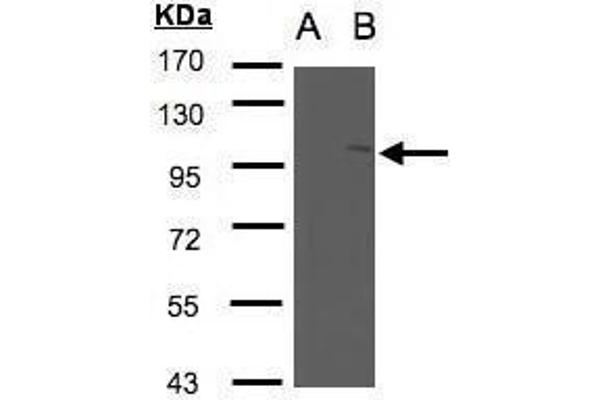 NSMAF antibody