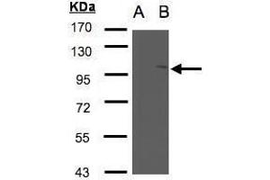 WB Image Western Blot analysis of NSMAF expression in transfected 293T cell line by NSMAF polyclonal antibody. (NSMAF antibody)