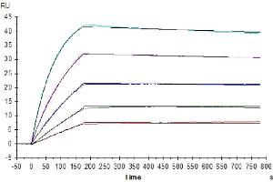 Human IL-10R alpha, His Tag immobilized on CM5 Chip can bind Human IL-10, His Tag with an affinity constant of 0. (IL-10 Protein (His-Avi Tag))