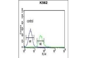 TCF4 Antibody (N-term) (ABIN651942 and ABIN2840468) flow cytometric analysis of K562 cells (right histogram) compared to a negative control cell (left histogram).