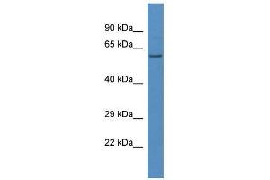 Western Blot showing Lap3 antibody used at a concentration of 1. (LAP3 antibody  (N-Term))