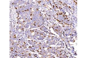 IHC analysis of Geminin/GMNN using anti-Geminin/GMNN antibody (ABIN7600598).