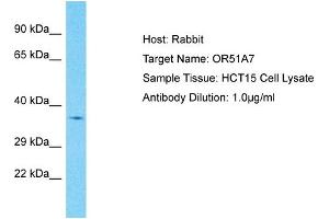 Host: Rabbit Target Name: OR51A7 Sample Type: HCT15 Whole Cell lysates Antibody Dilution: 1. (OR51A7 antibody  (C-Term))