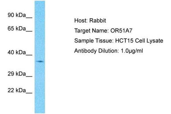 OR51A7 antibody  (C-Term)