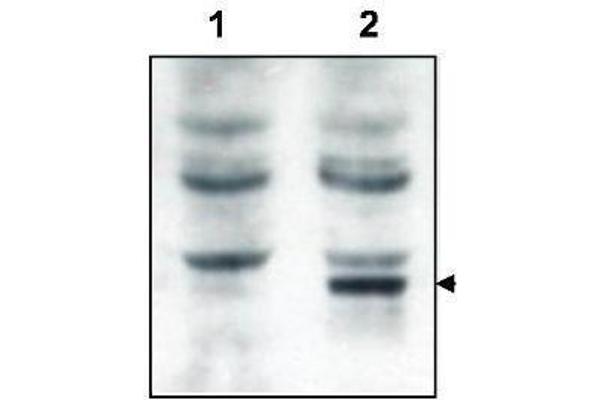 Tamalin/GRASP antibody  (N-Term)