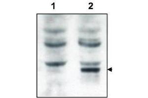 Western blot using  affinity purified anti-Tamalin to detect over-expressed Tamalin in HEK293 cells (lane 2, arrowhead). (Tamalin/GRASP antibody)