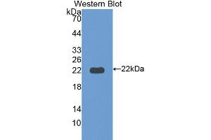 Western blot analysis of the recombinant protein. (ITLN1/Omentin antibody  (AA 101-292))
