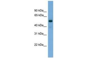 Image no. 1 for anti-Fascin 3 (FSCN3) (C-Term) antibody (ABIN6745047) (Fascin 3 antibody  (C-Term))