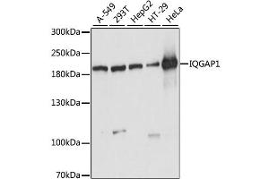 Western blot analysis of extracts of various cell lines, using IQGAP1 antibody (ABIN6289973) at 1:1000 dilution.