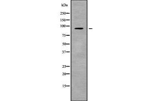 Western blot analysis NLGN2 using COS7 whole cell lysates (Neuroligin 2 antibody)