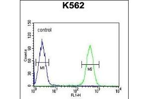 HDAC2 Antibody (Center) (ABIN653718 and ABIN2843029) flow cytometric analysis of K562 cells (right histogram) compared to a negative control cell (left histogram).