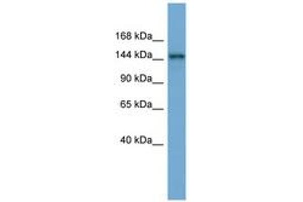 TEX14 antibody  (AA 1079-1128)