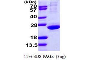 SDS-PAGE (SDS) image for ClpP Caseinolytic Peptidase, ATP-Dependent, Proteolytic Subunit Homolog (E. Coli) (CLPP) (AA 57-277) protein (ABIN7279453) (CLPP Protein (AA 57-277))