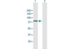 Western Blot analysis of ZNF263 expression in transfected 293T cell line by ZNF263 MaxPab polyclonal antibody. (ZNF263 antibody  (AA 1-683))