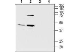 Western blot analysis of mouse (lanes 1 and 3) and rat (lanes 2 and 4) brain lysates: - 1,2. (Melatonin Receptor 1B antibody  (3rd Intracellular Loop))