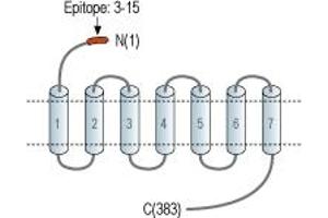 Prokineticin Receptor 2 (PROKR2) peptide