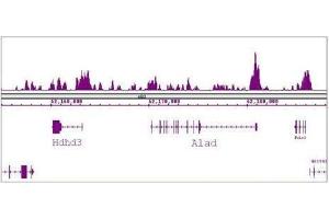 FOXG1 antibody (pAb) tested by ChIP-Seq. (FOXG1 antibody  (C-Term))