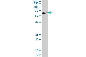 STXBP1 MaxPab polyclonal antibody. (STXBP1 antibody  (AA 1-603))