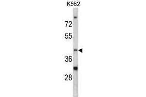 Image no. 1 for anti-CCR4 Carbon Catabolite Repression 4-Like (CCRN4L) (C-Term) antibody (ABIN452826) (CCRN4L antibody  (C-Term))