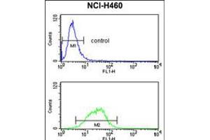 Flow cytometry analysis of NCI-H460 cells (bottom histogram) compared to a negative control cell (top histogram). (MAG antibody  (AA 439-466))