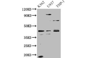 Western Blot Positive WB detected in: HepG2 whole cell lysate All lanes: APOL1 antibody at 1. (APOL1 antibody  (AA 179-398))