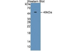 Detection of Recombinant IFNa11, Mouse using Polyclonal Antibody to Interferon Alpha 11 (IFNa11) (IFNA11 antibody  (AA 24-190))