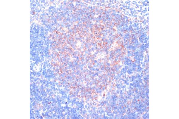 RPL31 antibody  (AA 5-105)