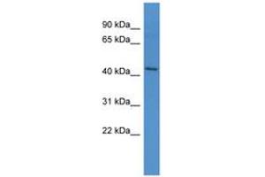 Image no. 1 for anti-Apelin Receptor (APLNR) (AA 46-95) antibody (ABIN6746733) (Apelin Receptor antibody  (AA 46-95))