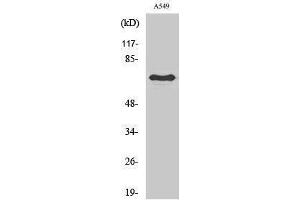 Western Blotting (WB) image for anti-Frizzled Family Receptor 3 (FZD3) (Internal Region) antibody (ABIN3175150) (FZD3 antibody  (Internal Region))