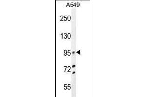 TRIM9 Antibody (C-term) (ABIN655760 and ABIN2845203) western blot analysis in A549 cell line lysates (35 μg/lane). (TRIM9 antibody  (C-Term))