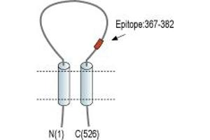 Representative domain view of the target of ABIN7884752.