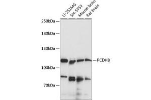 Western blot analysis of extracts of various cell lines, using PCDH8 antibody (ABIN7269731) at 1:1000 dilution. (Protocadherin 8 antibody  (AA 450-750))