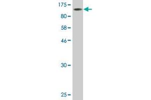 Western Blot detection against Immunogen (107. (POU2F1 antibody  (AA 1-743))