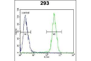 Flow cytometric analysis of 293 cells (right histogram) compared to a negative control cell (left histogram). (CLPX antibody  (C-Term))