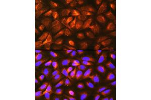 Immunofluorescence analysis of U-2 OS cells using LRP Rabbit pAb  at dilution of 1:100 (40x lens). (LRPAP1 antibody  (AA 35-357))