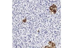 Immunohistochemical staining of human pancreas with DGCR2 polyclonal antibody  shows strong cytoplasmic positivity in islet cells at 1:20-1:50 dilution. (DGCR2 antibody)
