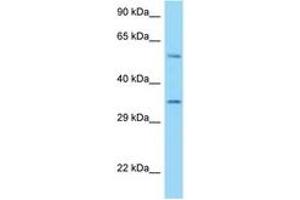 Image no. 1 for anti-HLA Class I Histocompatibility Antigen, alpha Chain E (HLA-E) (AA 158-207) antibody (ABIN6748101) (HLA-E antibody  (AA 158-207))