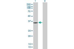 Western Blot analysis of KIF6 expression in transfected 293T cell line by KIF6 MaxPab polyclonal antibody. (KIF6 antibody  (AA 1-293))