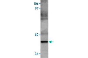 Western blot analysis of HeLa cells with MAEL polyclonal antibody  at 1 ug/mL dilution. (MAEL antibody  (C-Term))