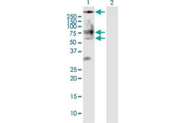 BSCL2 antibody  (AA 1-400)