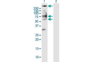 Western Blot analysis of BSCL2 expression in transfected 293T cell line by BSCL2 MaxPab polyclonal antibody. (BSCL2 antibody  (AA 1-400))