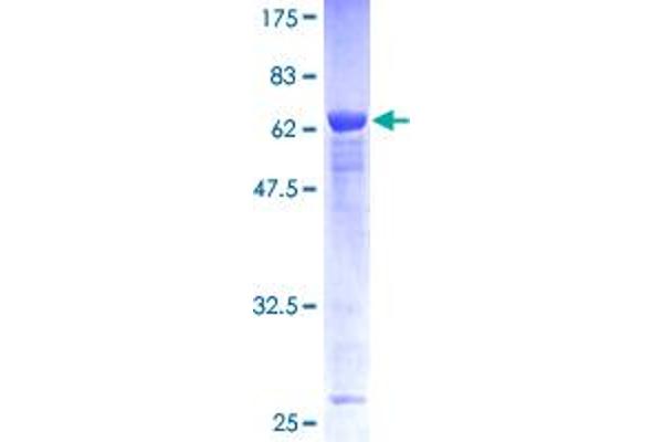 PTPN7 Protein (AA 1-360) (GST tag)